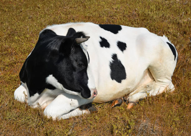 istock Cow lying on a spring farm pasture. 1134939705