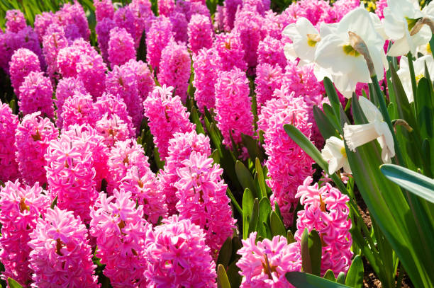 istock Blooming pink hyacinth flowers 1134939967