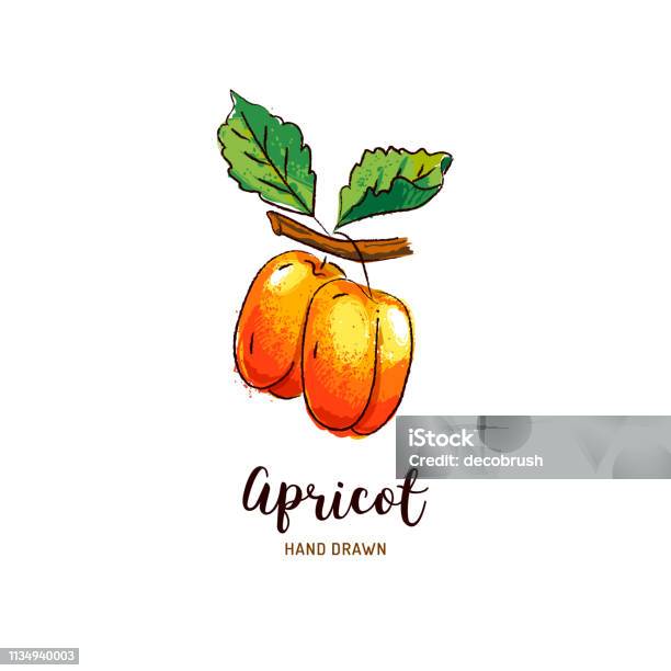 Apricot Drawing Vector Hand Drawn Apricots Watercolor Colorful Apricots Vector Icons Stock Illustration - Download Image Now