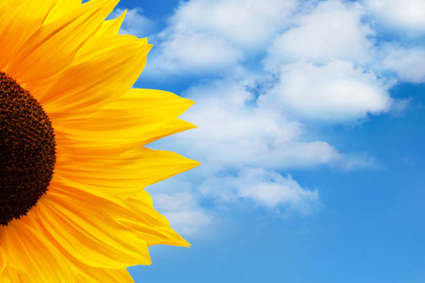 istock Blooming sunflowers and blue sky 1134941207