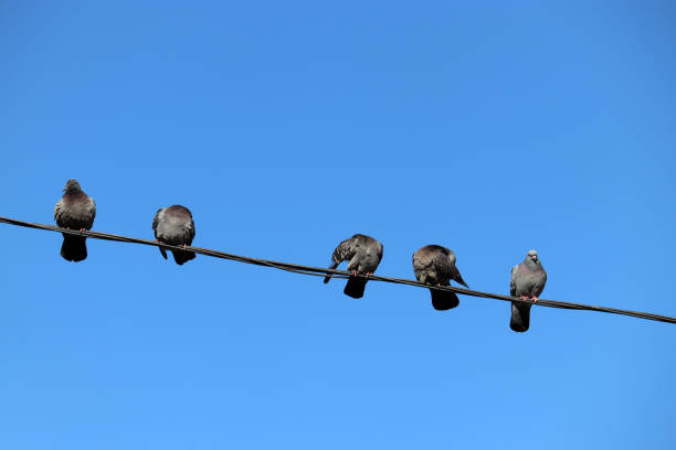 istock Birds sitting on a wire in a row 1134941460