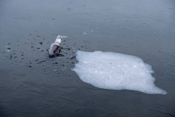istock Cold beer in winter, frozen in lake 1134941512