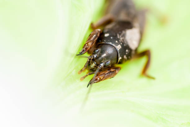 istock Mole Crticket - Gryllotalpidae on potato leaf 1134942834