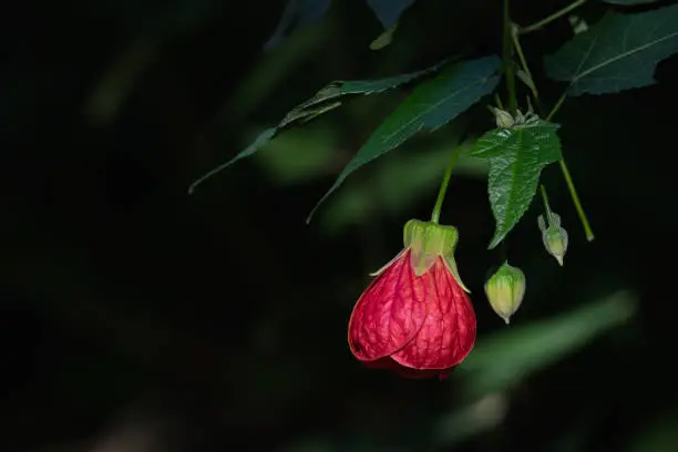 Abutilon Pictum aka Redvein Abutilon, Redein Flowering Maple and Chinese lantern
