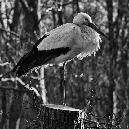 A picture of a White Stork in monochrome