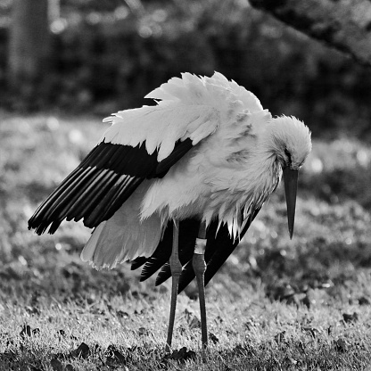 A picture of a White Stork in monochrome