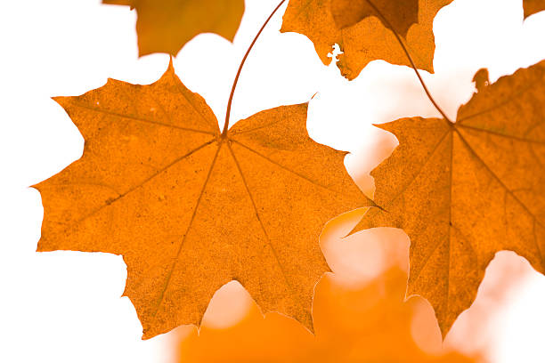 istock beautiful autumn leaves isolated 113494857