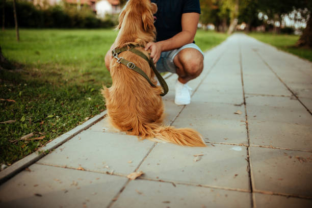 istock Man with his dog- public park. 1134949835