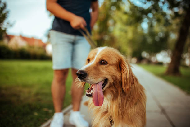 istock Man with his dog- public park. 1134949842
