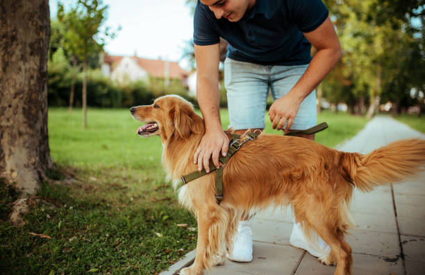 istock Man with his dog- public park. 1134950824