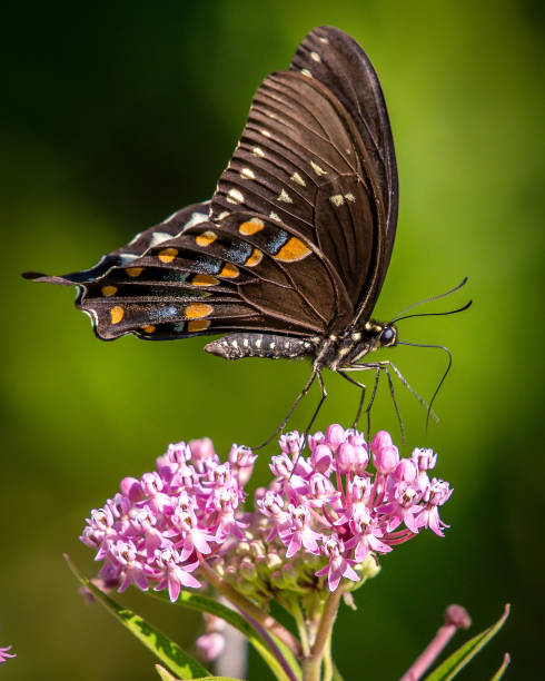 istock Black and Blue Butterfly on a flower 1134950883