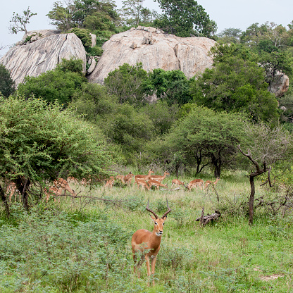A male Impala, Aepyceros melampus,  guarding his harem in front of a large sandstone kopje in Kruger NP, South Africa.