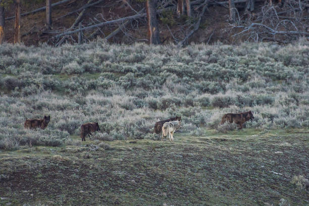 волчья стая в долине ламар в йеллоустоуне - montana mountain lupine meadow стоковые фото и изображения