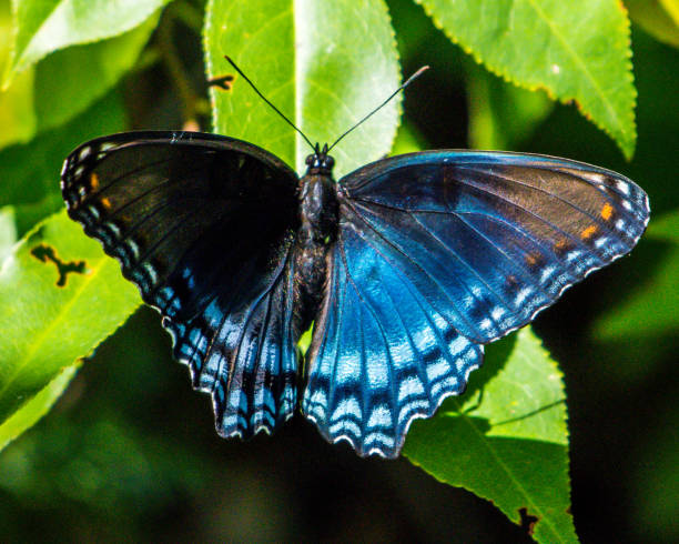 istock Black and Blue Butterfly on a flower 1134950936