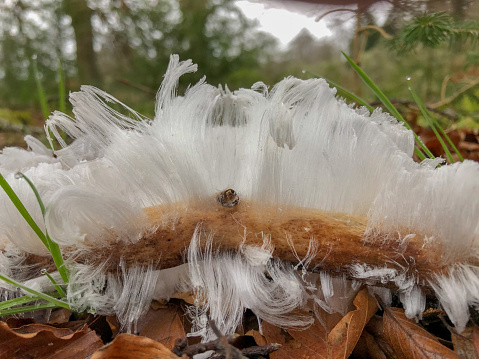 Beautiful thin silky hair ice, frost beard or ice wool that has grown on a rotting branch lying on a bed of leaves, during a humid winter night in a Scottish woodland.