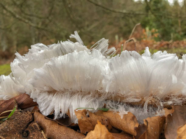 geheimnisvolles haar eis wächst auf einem faulen zweig in wald - winter woods frost fragility stock-fotos und bilder