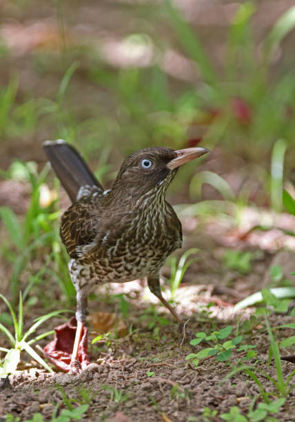 istock Pearly-eyed Thrasher 1134952386