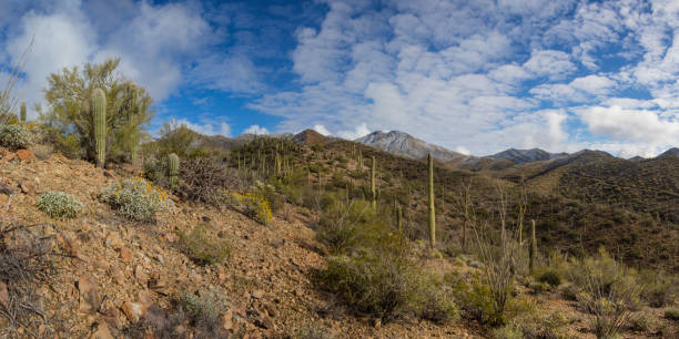 istock Saguaro National Park vista 1134952454