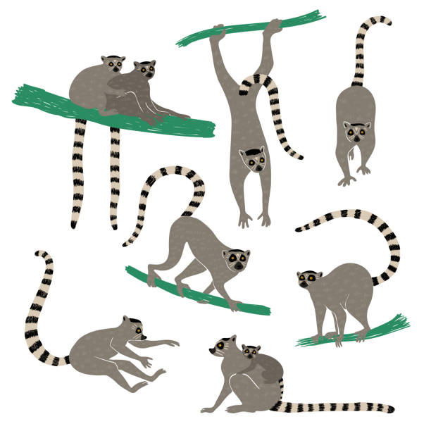 zestaw zabawnych ikon lemurów. - lemur stock illustrations