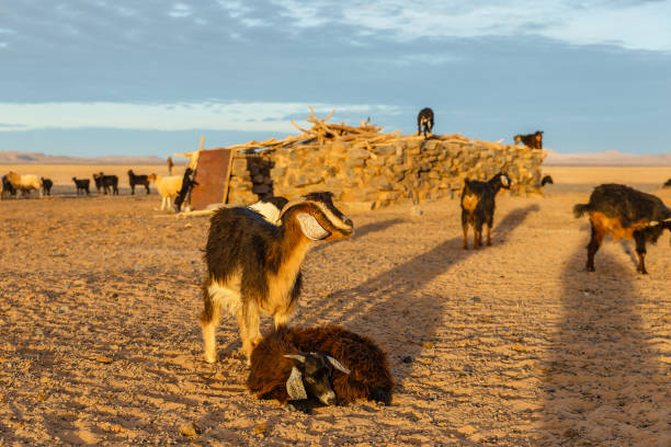 Goats climbed a tree and eat leaves, Essaouira, Souss-Massa-Draa region, Marocco