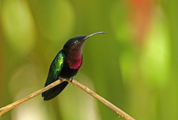 istock Purple-throated Carib 1134952836
