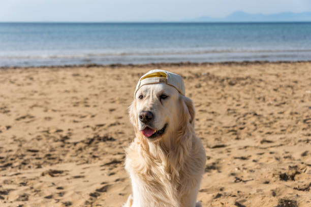 istock Golden Retriever in a Hat on a Mediterranean Beach 1134953080