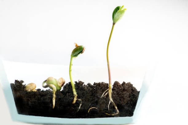 istock Sprouting of bobs in a transparent pot 1134953619