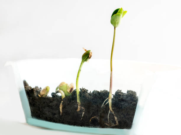 istock Sprouting of bobs in a transparent pot 1134953621