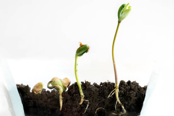 istock Sprouting of bobs in a transparent pot 1134953623