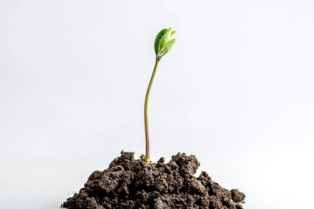 One young sprout on a pile of soil stock photo
