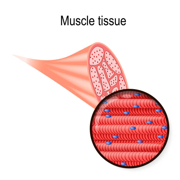 skeletal muscle. Tissue and fiber skeletal muscle. Tissue and fiber. Part of the biceps and close-up of muscle fibers. Vector illustration for biological, medical, science and educational use. myosin stock illustrations