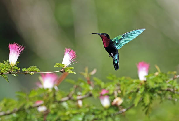 purple-throated carib - throated imagens e fotografias de stock