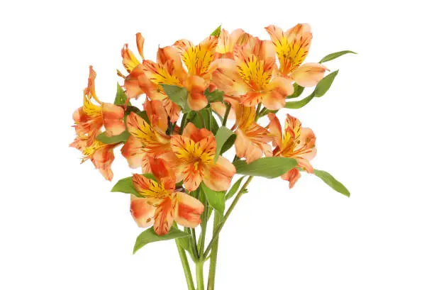 Bunch of alstroemeria flowers isolated against white