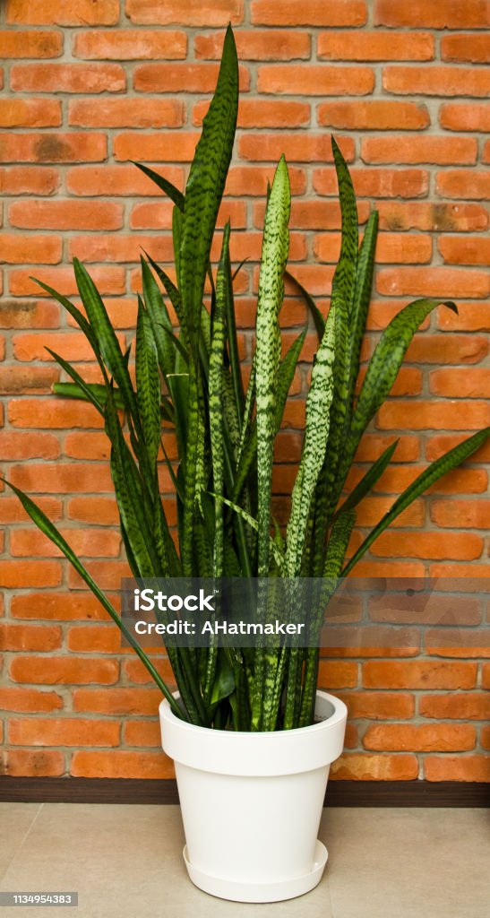 A tall Sansevieria plant against red brick wall home decor Home decoration of a  Sansevieria plant against red brick wall in warm light. Large Stock Photo