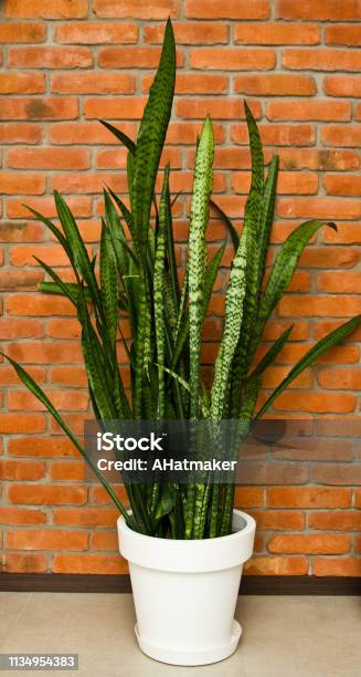 A Tall Sansevieria Plant Against Red Brick Wall Home Decor Stock Photo - Download Image Now