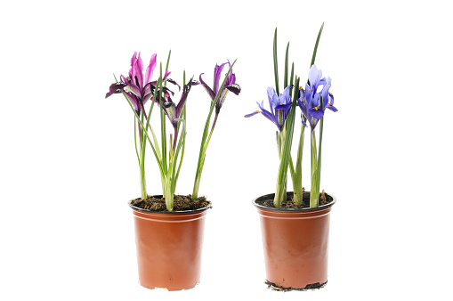 Reticulated iris flowers in pots isolated against white