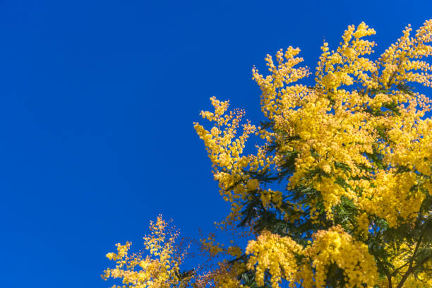 istock Mimosa Flowers Blooming in the Spring 1134954398