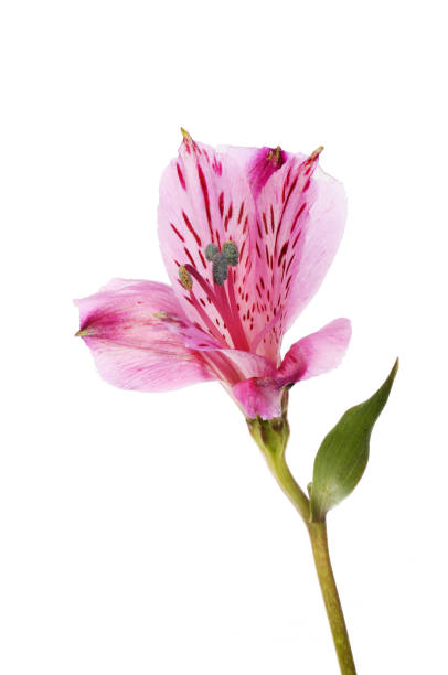 istock Purple alstroemeria flower 1134954493