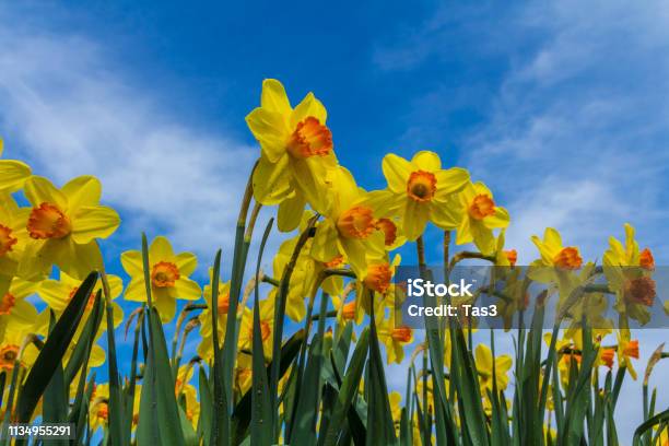 Golden Daffodil Flowers Close Up With Blue Sky Background Stock Photo - Download Image Now
