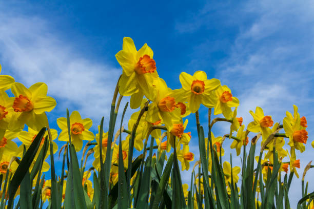 golden daffodil flowers close up with blue sky background - scented non urban scene spring dirt imagens e fotografias de stock