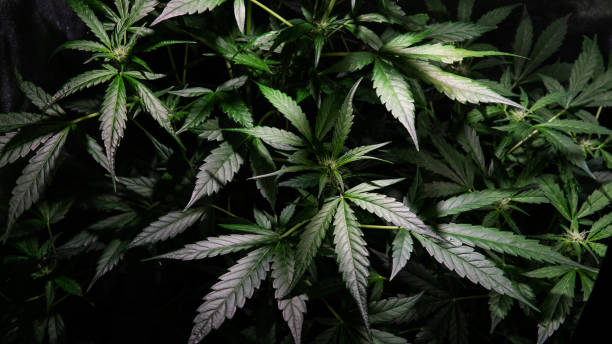 growing marijuana indoor. Grow Tent for Growing Cannabis