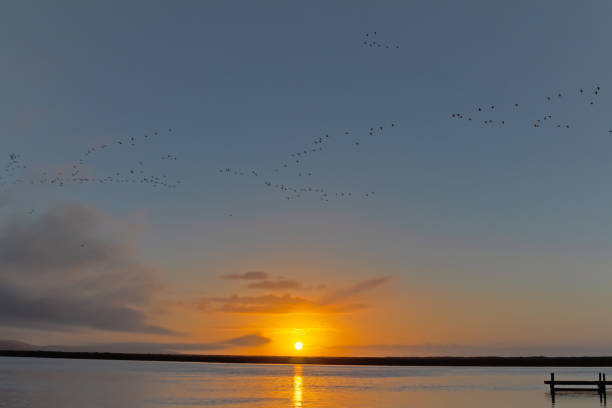 istock Sunset across river with birds flying 1134955572