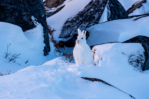 An arctic hare watches in the distance