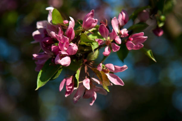 istock Apple blossoms, toned photo 1134955654