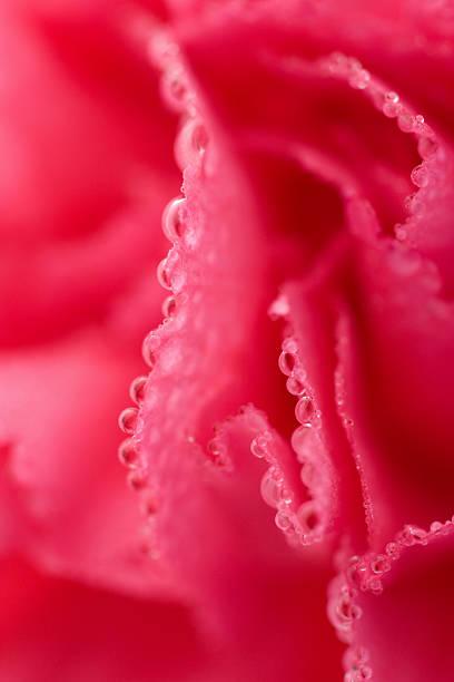 istock macro of carnation flower with water drops 113495614