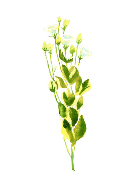 istock Hand drawn watercolor botanical illustration Eustoma/lisianthus rose white flower with leaves and buttons isolated on white background 1134957211