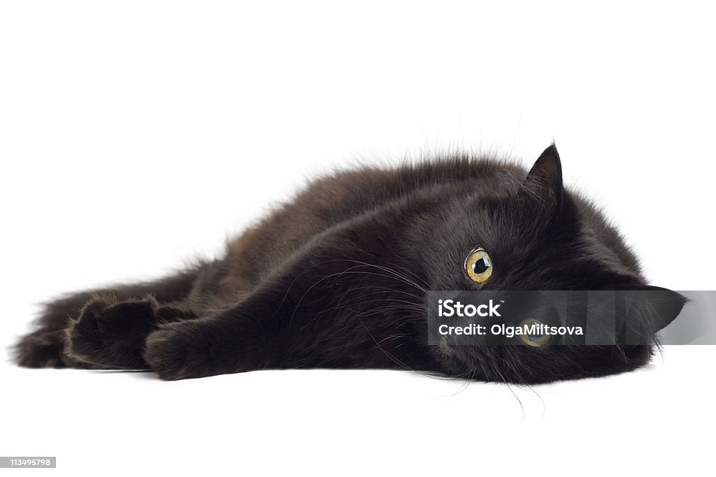 Gato preto deitado no branco - Foto de stock de Amizade royalty-free