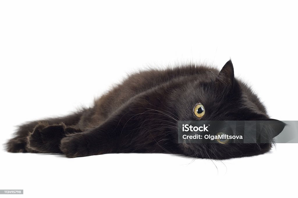 Черная кошка лежит на белом - Стоковые фото Белый роялти-фри
