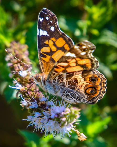 istock Various butterfly on plants and flowers 1134958062