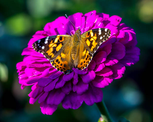 istock Various butterfly on plants and flowers 1134958138